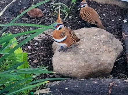 冠翎岩鸠保育基地