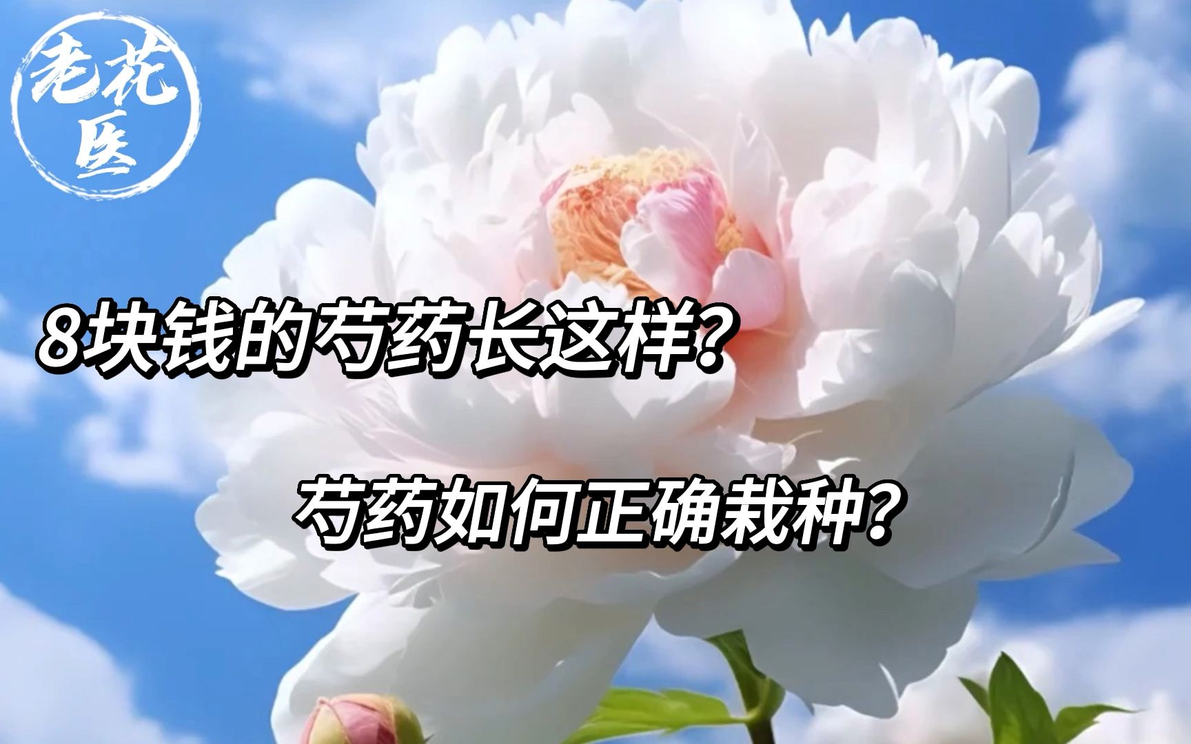 8块钱的芍药长这样?芍药如何正确栽种?哔哩哔哩bilibili