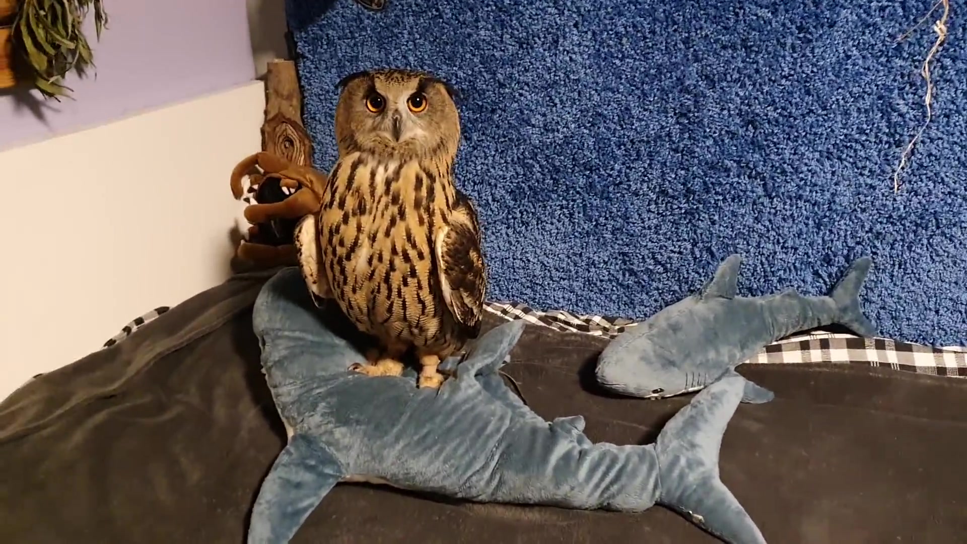 [肥鸡字幕]在床上玩的很开心的猫头鹰yoll