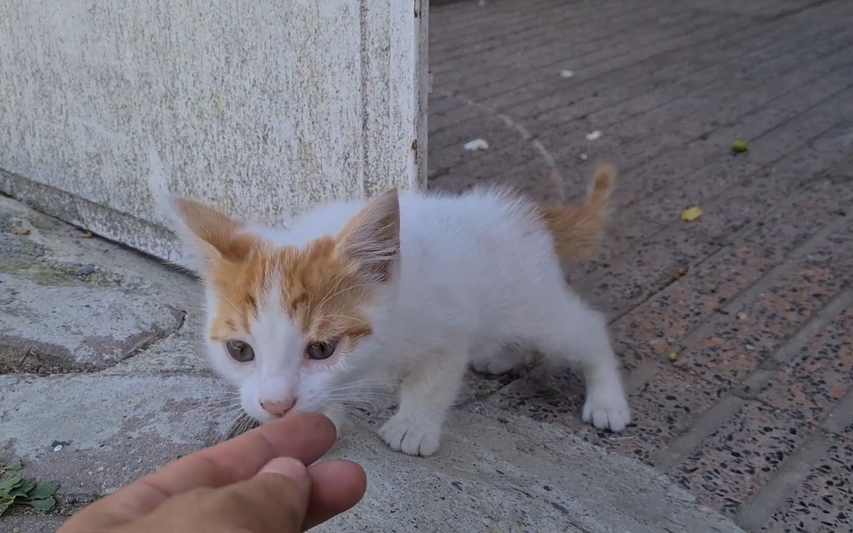 very cute little kitten thats hungry cautiously approaches me