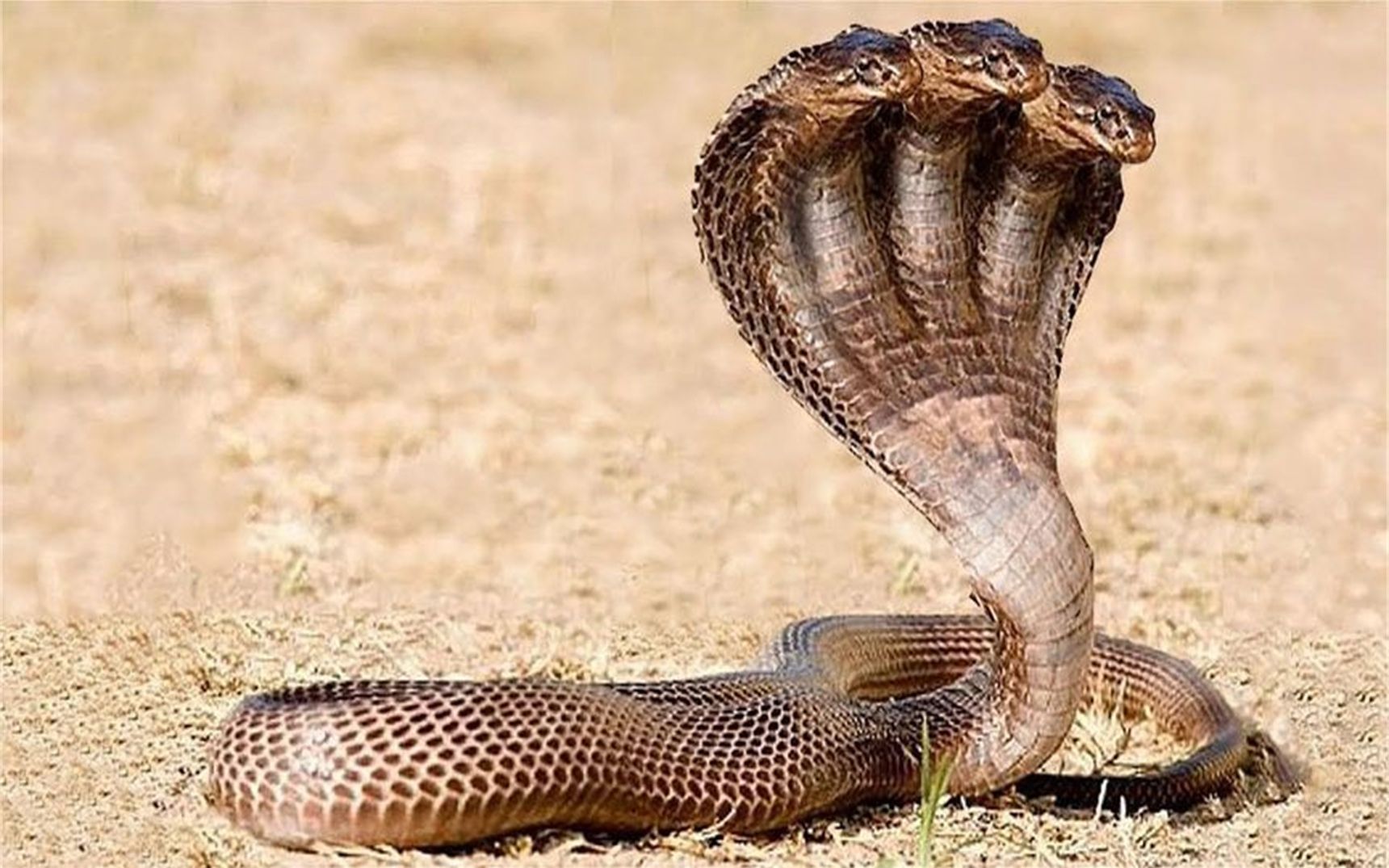 九头蛇 真实图片