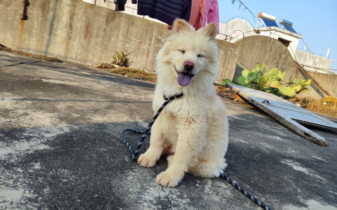 带一只广西土松回家,紫舌头,金钱尾,长嘴巴像小狐狸,笑容很治愈