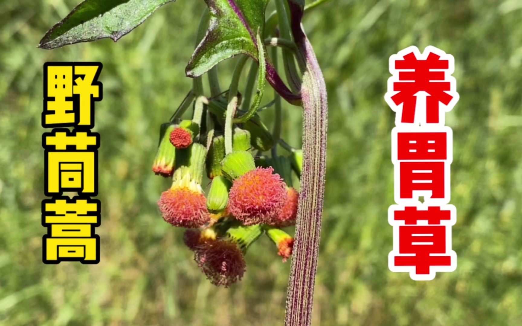 野茼蒿也叫革命菜,懂的人把它當寶貝,你知道它的用途嗎?