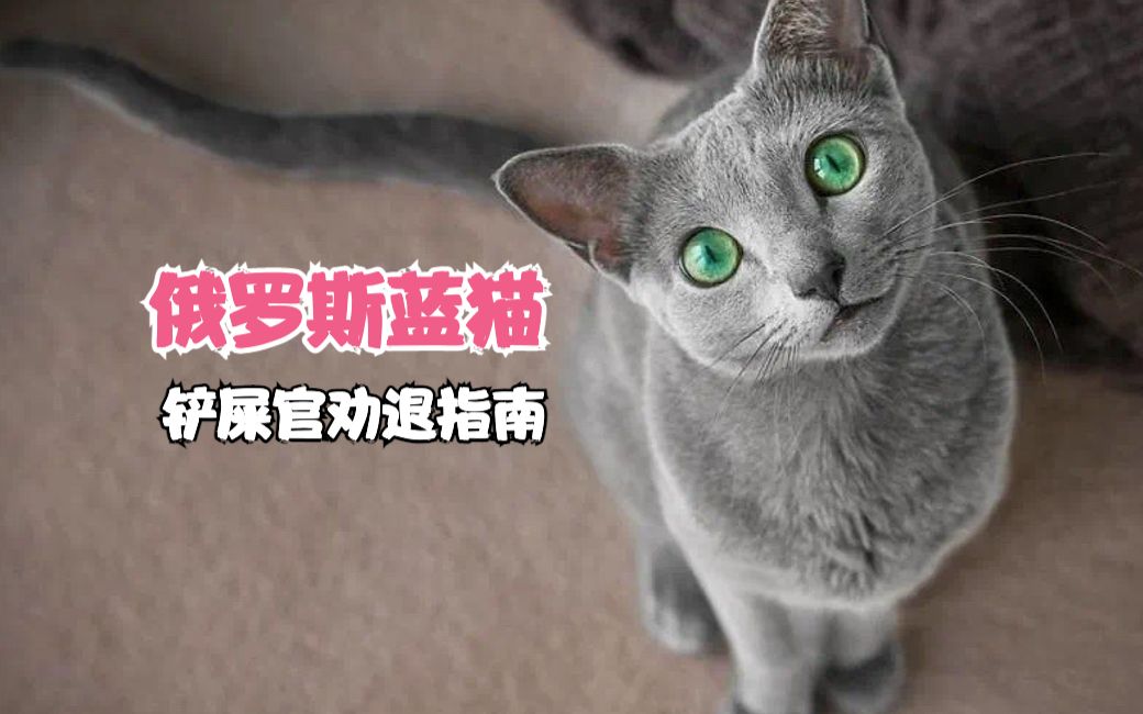 俄罗斯蓝猫,为啥是正宗蓝猫?这个小身板怎么在北极圈活下来的?哔哩哔哩bilibili