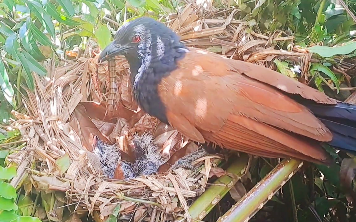 红毛鸡育雏,鸟妈:宝子们,快起来吃辣条