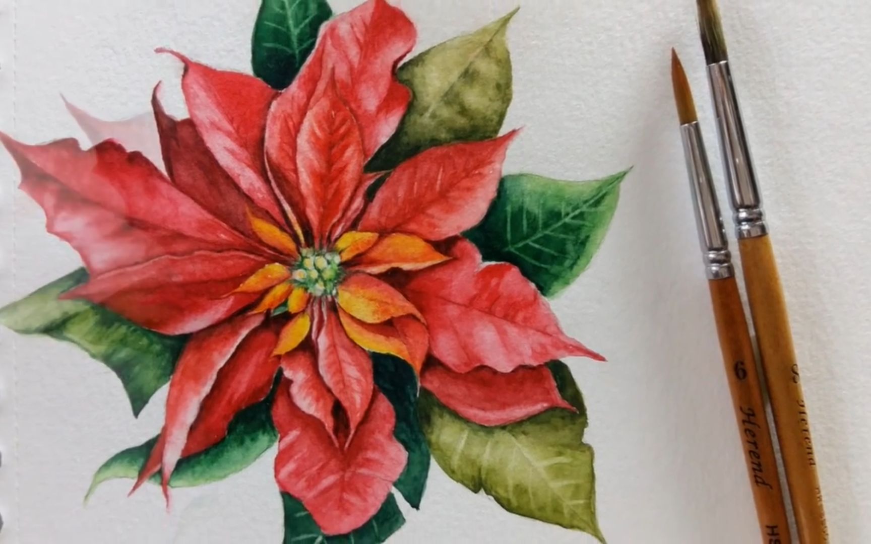 树华美术:水彩花卉 | 从起稿到水彩上色绘画 | 手绘花卉一品红 | 手绘