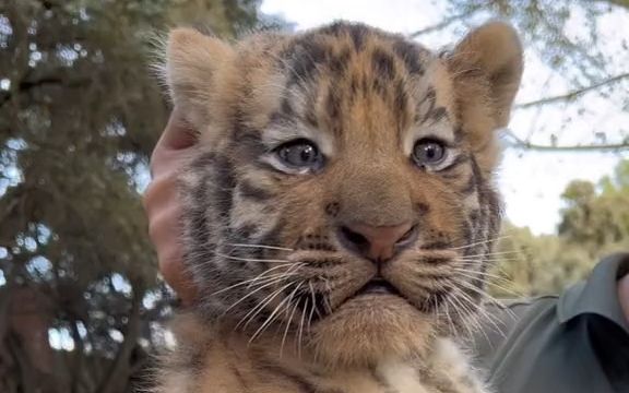 [图]【大猫】路边逮到一只小“猫”，随便模！好爽！