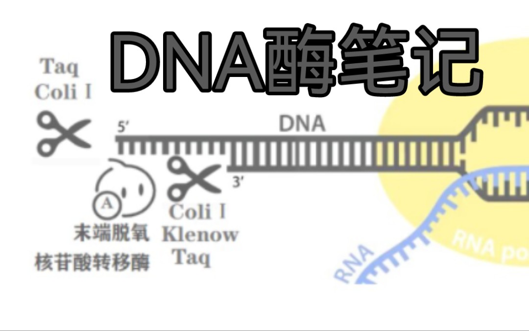 【医学生笔记】重要DNA酶概览,主要讲解DNA聚合酶!视频末附笔记哦~哔哩哔哩bilibili