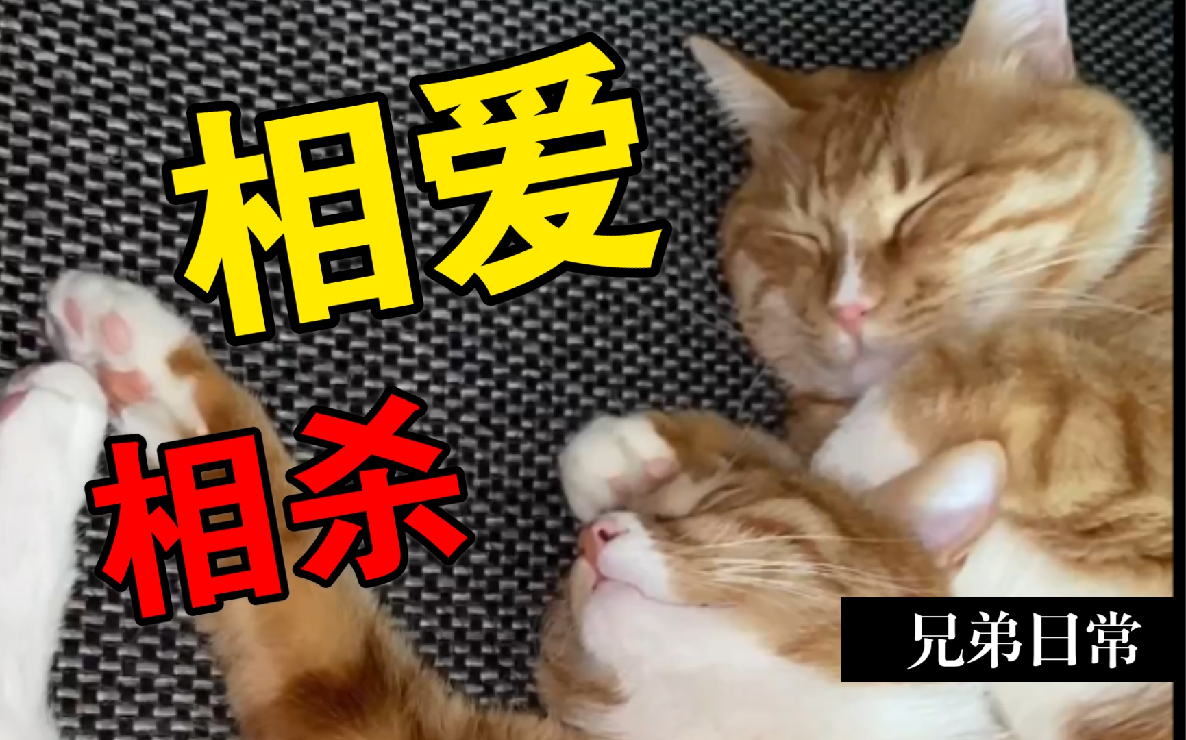 活动作品橘猫相爱相杀兄弟萌