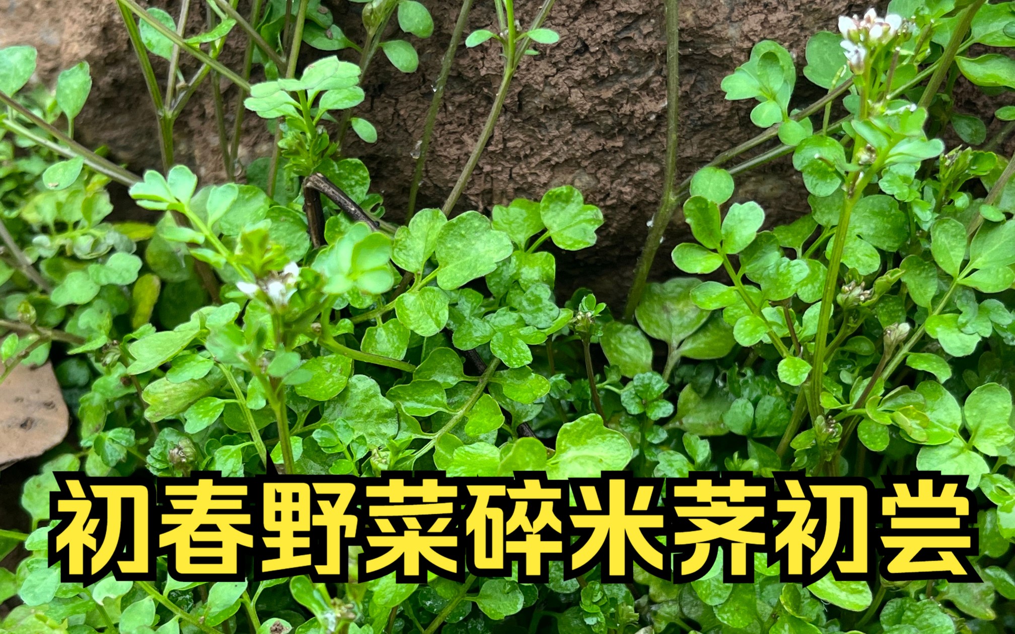 荠艾的功效与作用(荠艾的功效与作用,让身体倍感舒适)