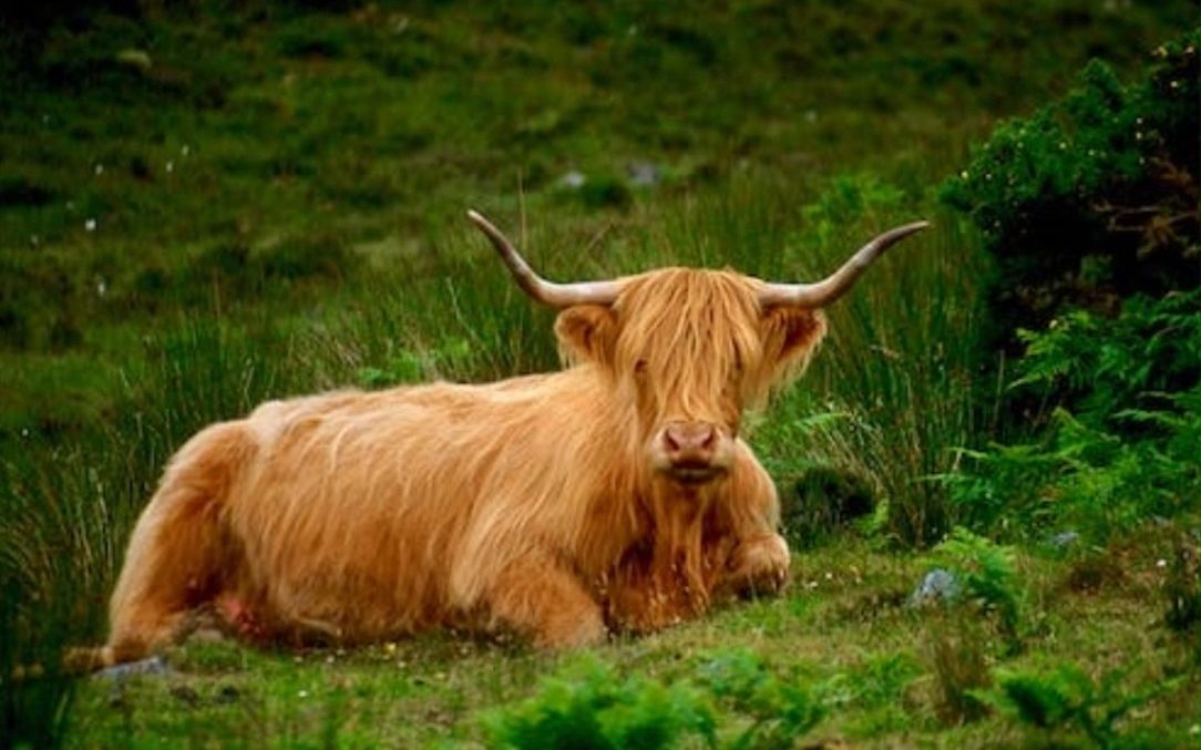 假如牛也有发型