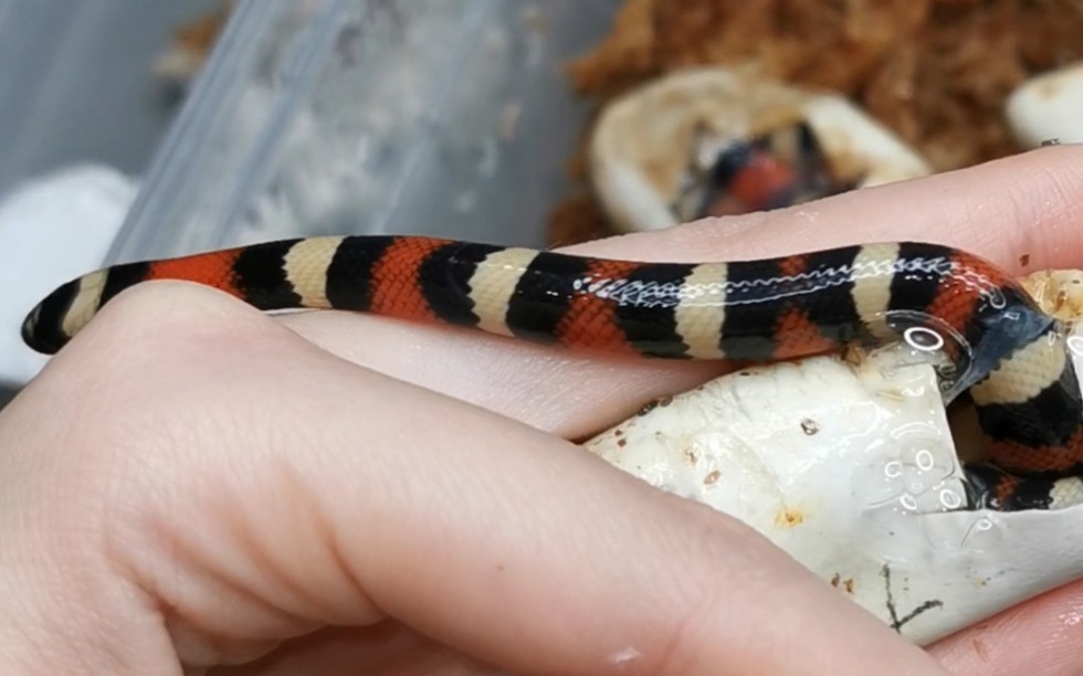 收官!小奶蛇带着脐带从蛋里钻出来了