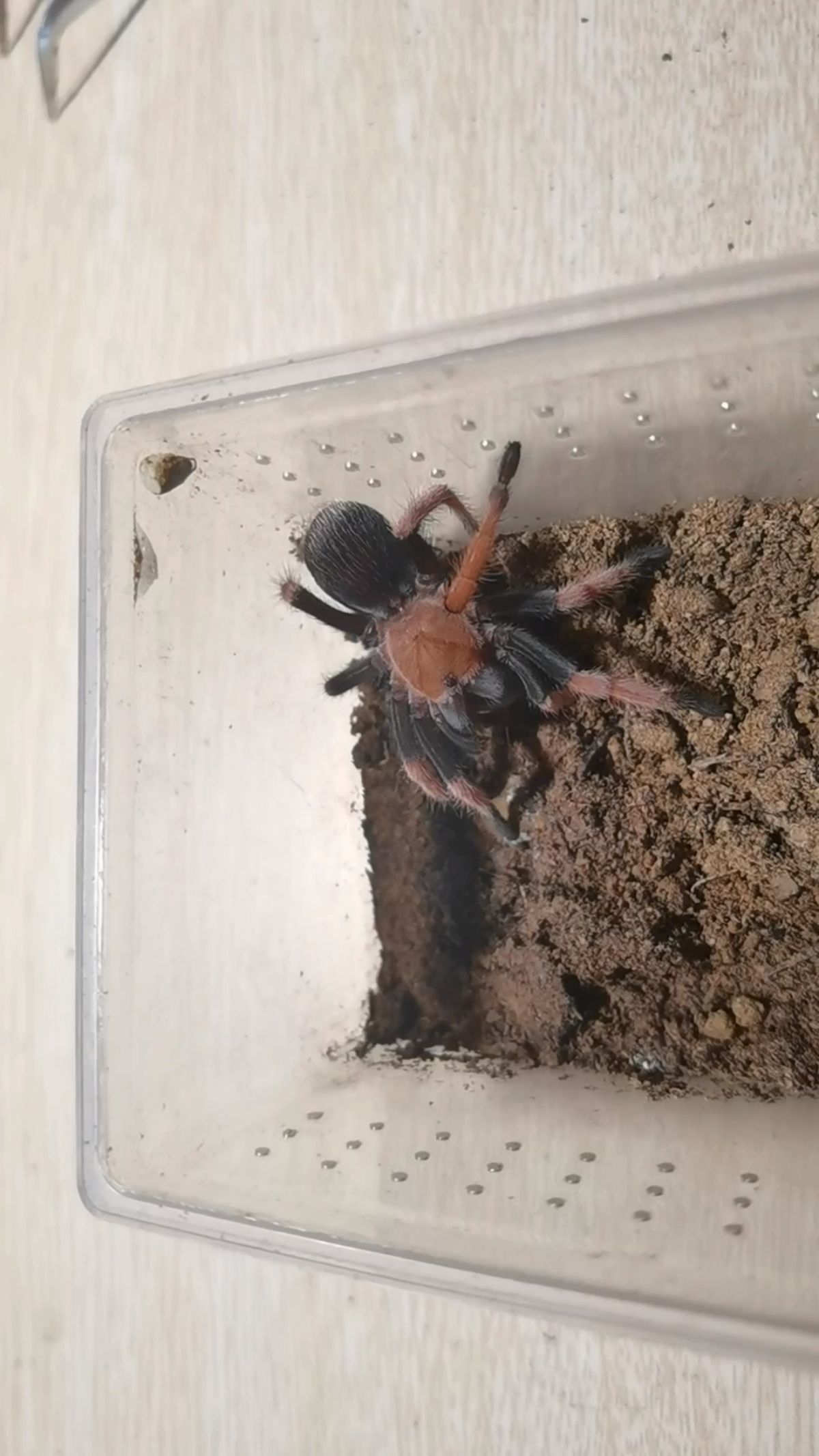 aph墨西哥血脚捕食等体型杜比亚_哔哩哔哩 (゜-゜)つロ 干杯~-bili