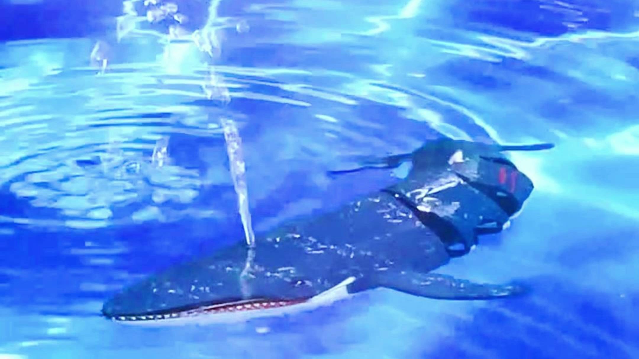 在河里放了条遥控鲸鱼,差点被人捞走了!