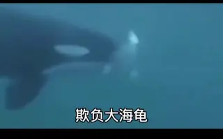 海座頭 搜索结果 哔哩哔哩 Bilibili