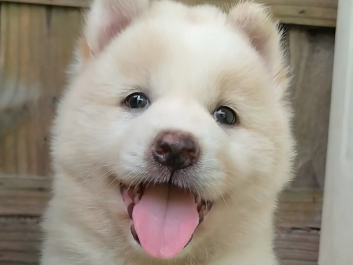 白土松公纯种白土松幼犬熊犬五赤长毛狗不掉毛黄狗白面土狗萌宠中华