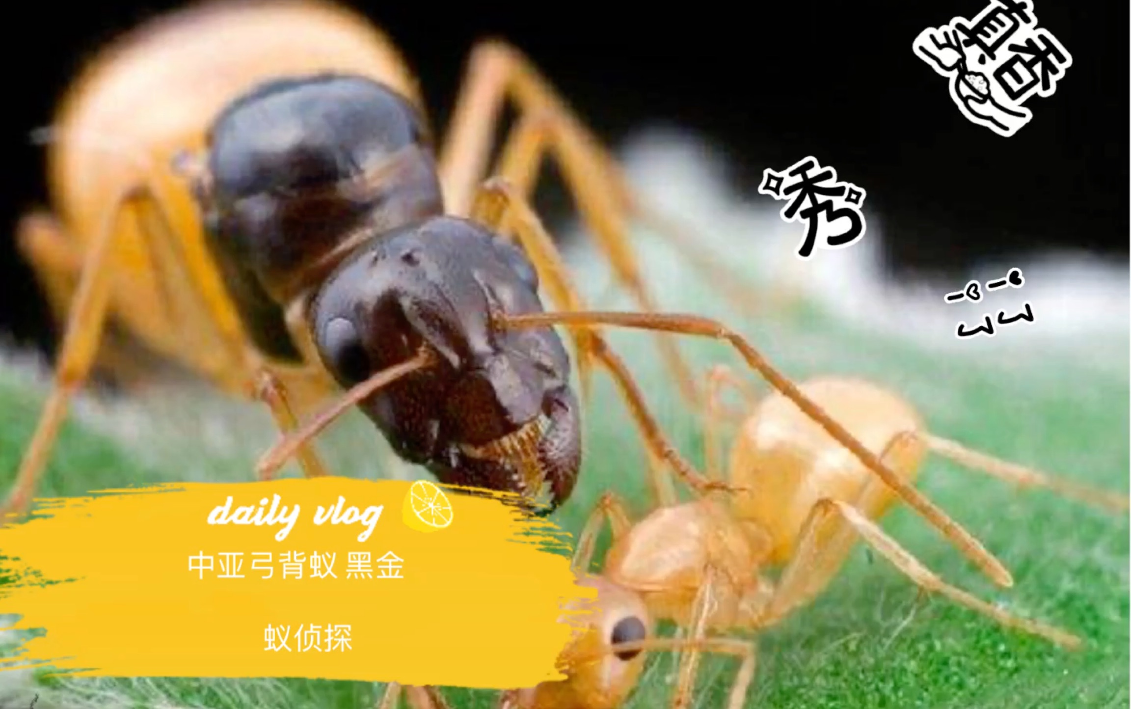 黑金中亚弓背蚁来啦～国产蜜罐蚁