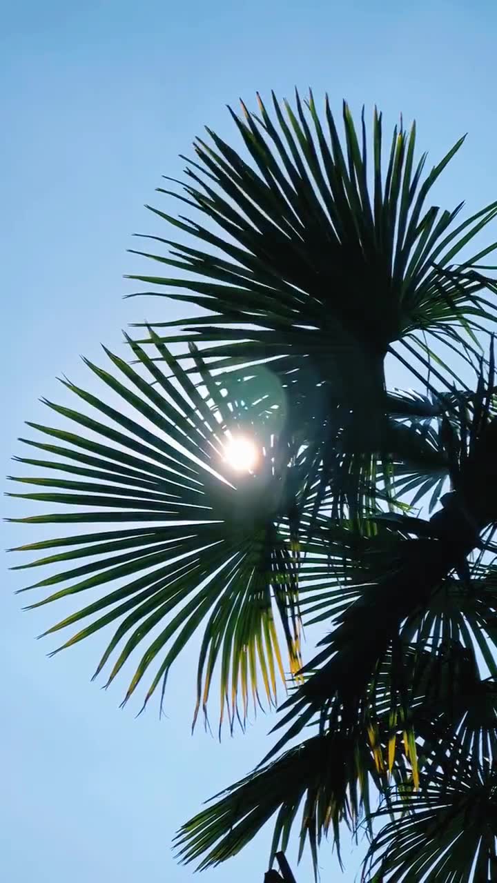 不停的收集阳光把他们藏在心底只是为了遇到黑暗时能用阳光做35062