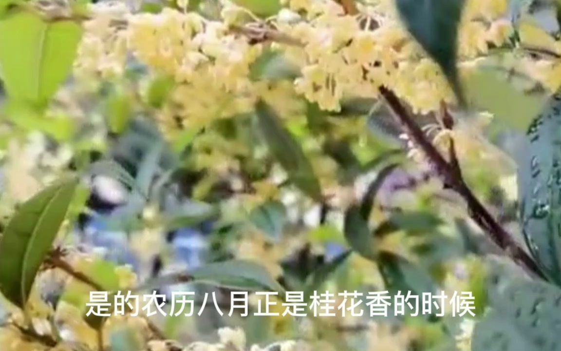 中秋习俗字幕版哔哩哔哩bilibili