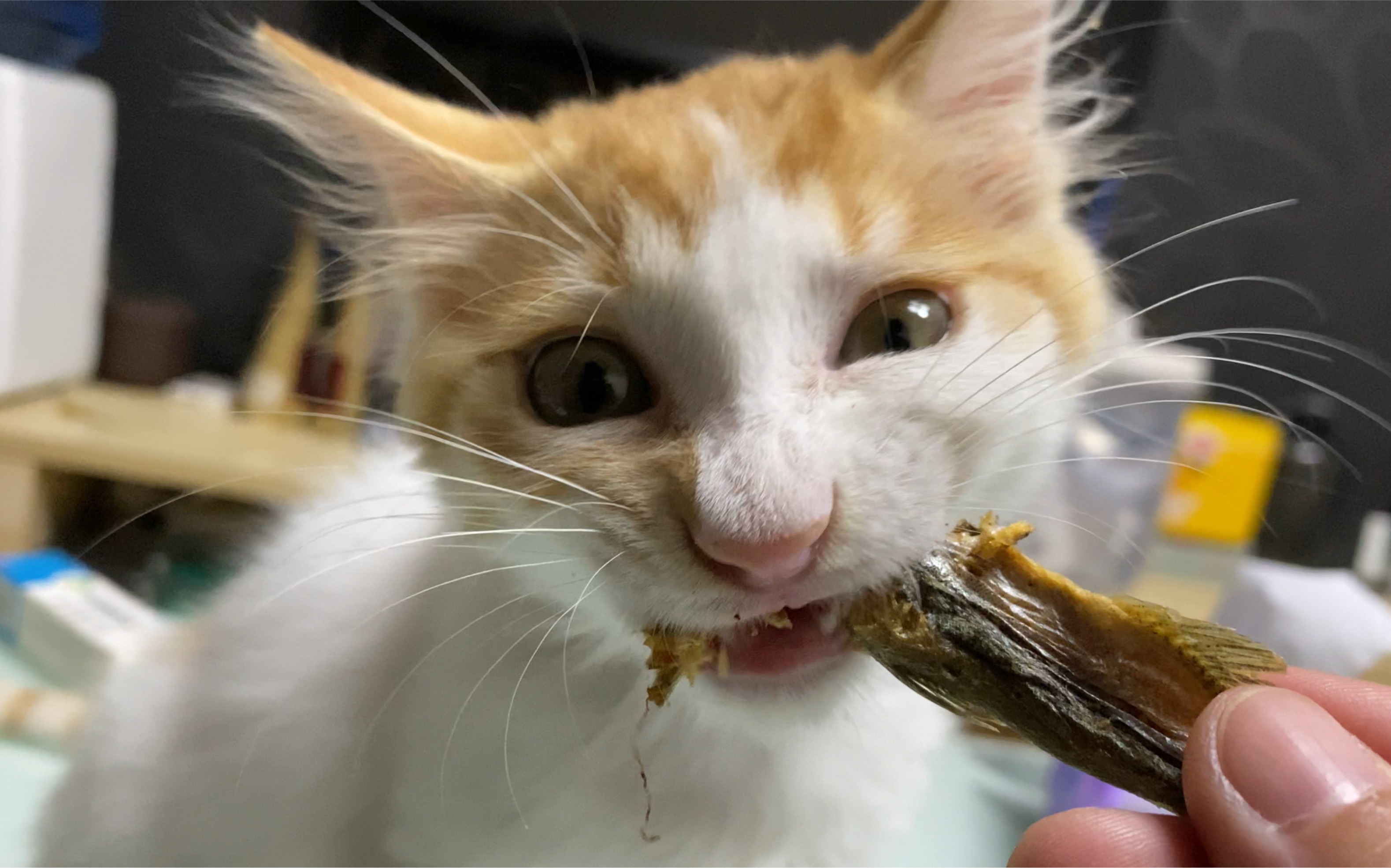 沉浸式吃小鱼干