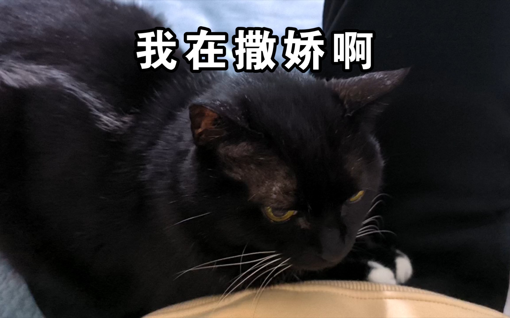 退休流浪猫老大,特长是用最傲娇的表情撒娇哔哩哔哩bilibili