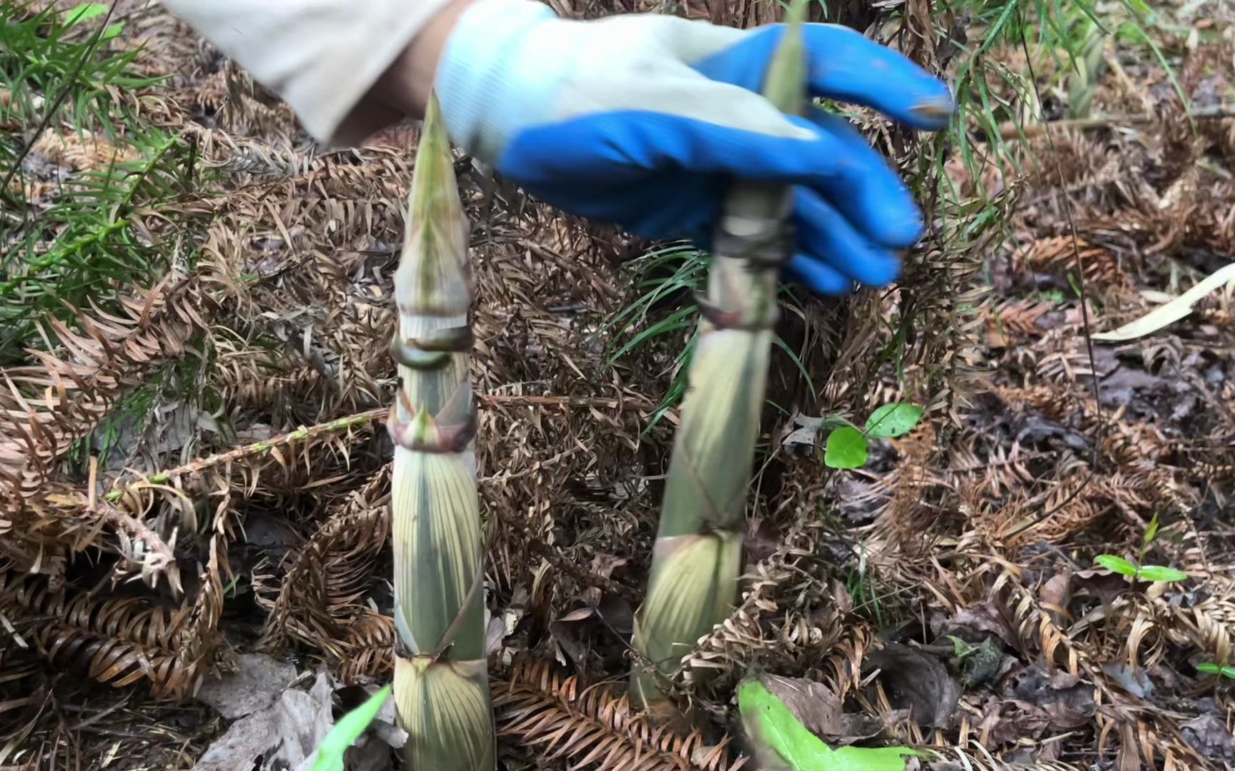 暴雨过后实心笋长得特别多,一下子拔了几百斤真过瘾,拔得啪啪响