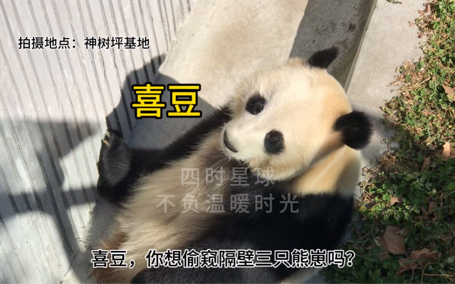 大熊猫喜豆,喜欢守在通往隔壁的下水道口,难道你是想偷窥隔壁瑛华家的