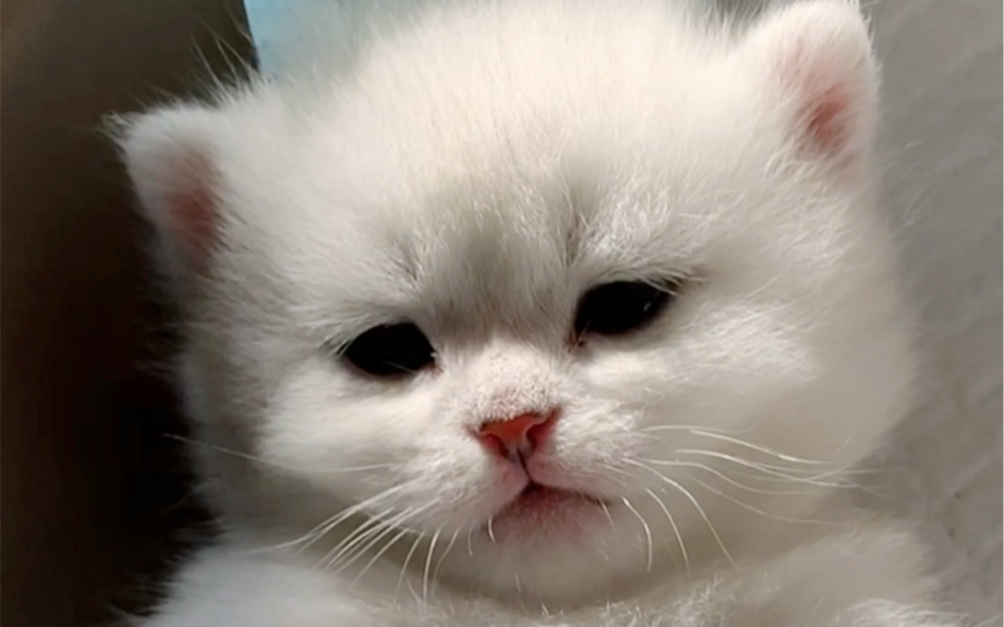 有人说它是唯一会皱眉的猫?我就笑了,哈哈哈哈哈哈