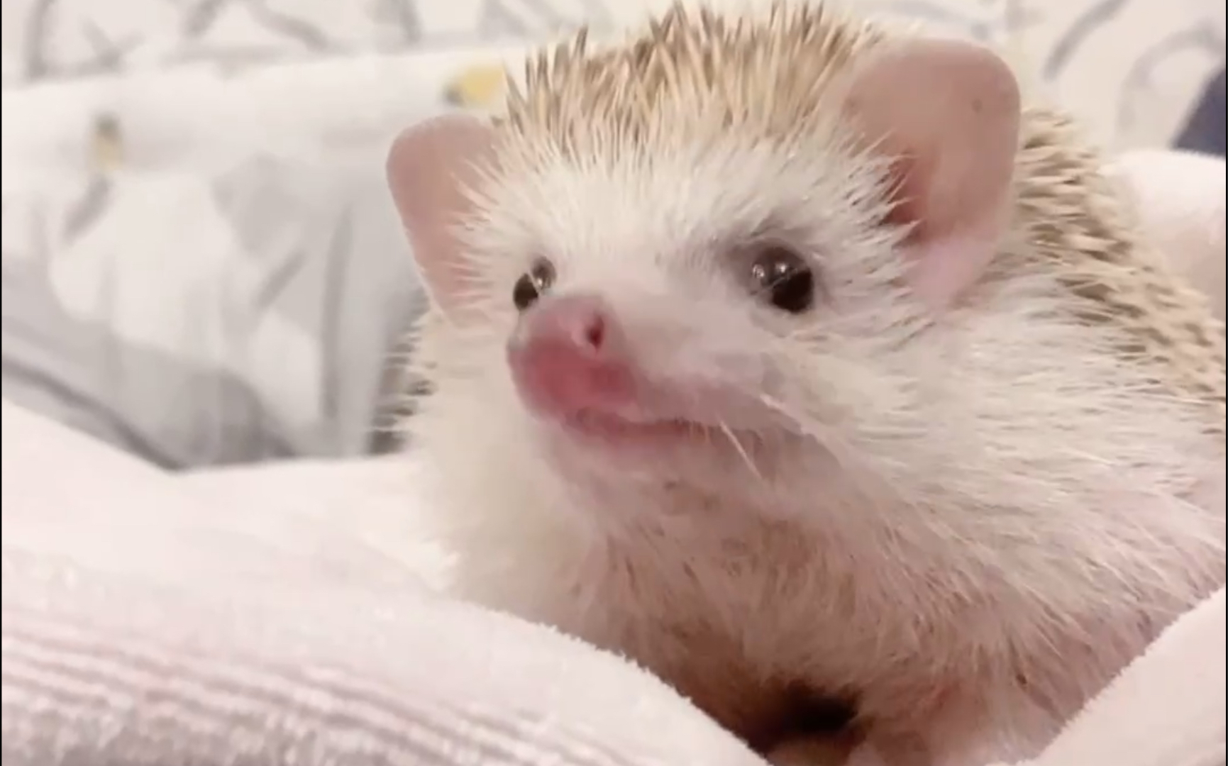 凶不起来的幺鸡妹～_哔哩哔哩 (゜-゜)つロ 干杯~-bilibili