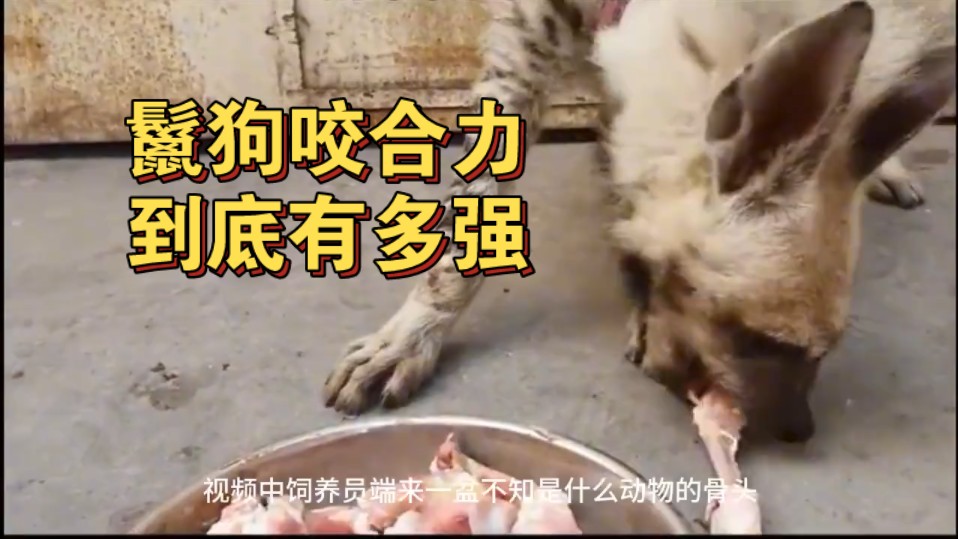 巨型比特犬vs鬣狗图片