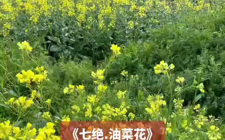 [图]绝美诗歌《七绝·油菜花》