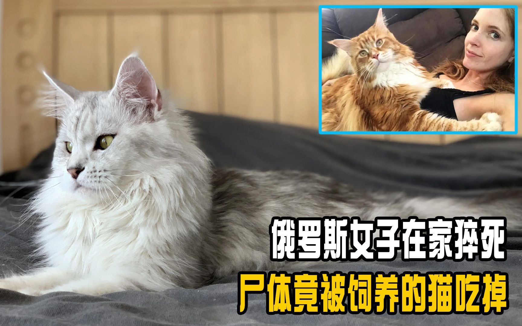 俄罗斯女子在家猝死,尸体竟被饲养的猫吃掉,猫为何要吃主人?哔哩哔哩bilibili