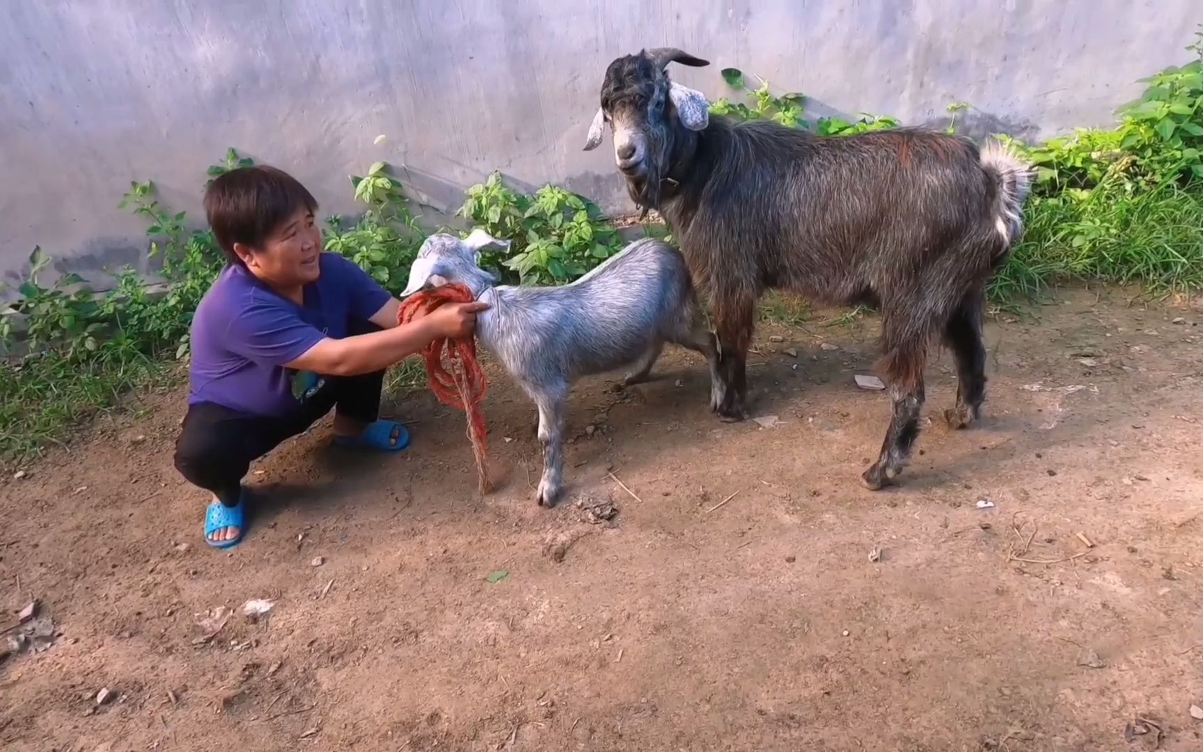 [图]家养的青山羊，八个月第一次交配