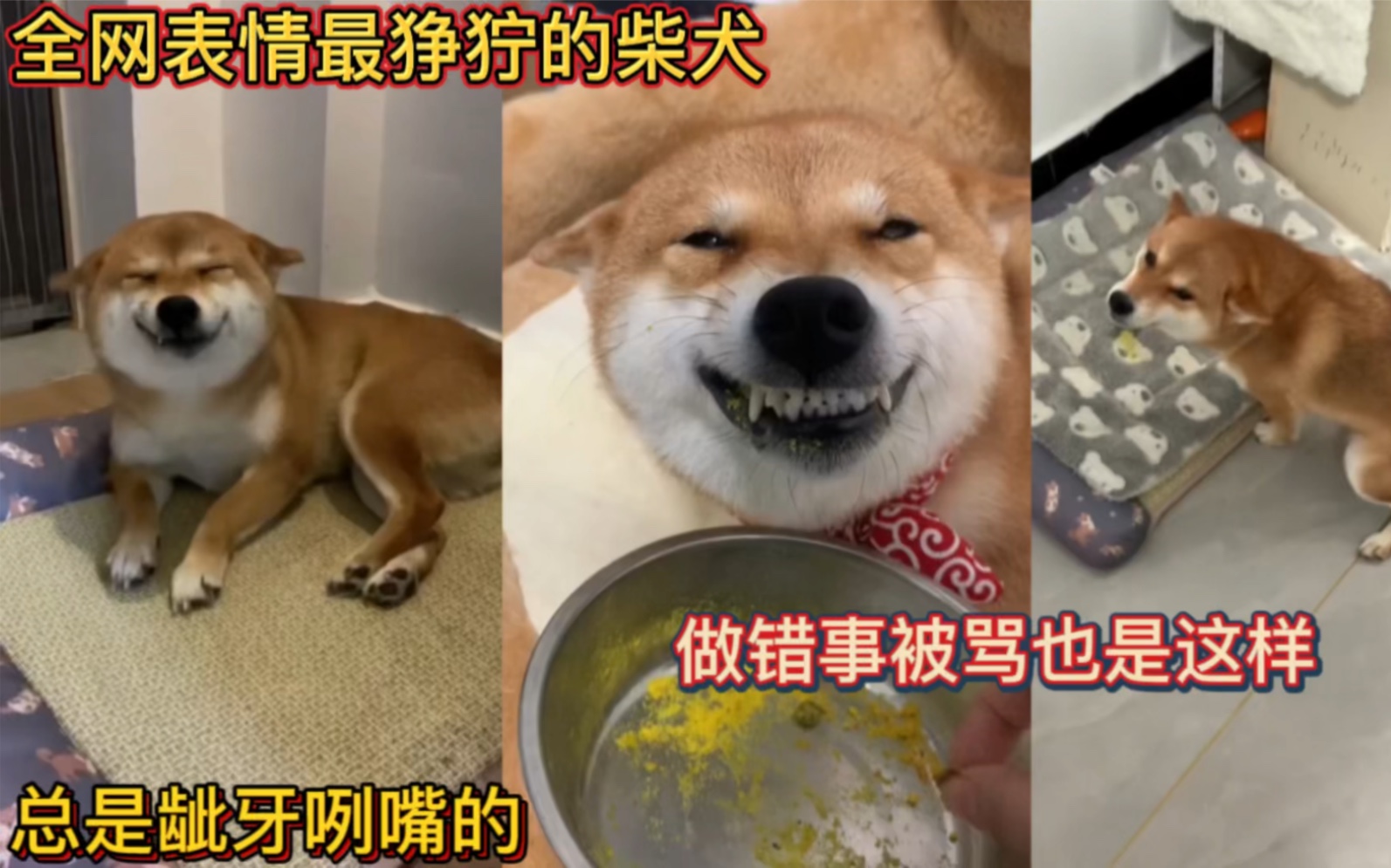 全网表情最狰狞的柴犬!总是龇牙咧嘴的!做错事被骂也是这样!哔哩哔哩bilibili