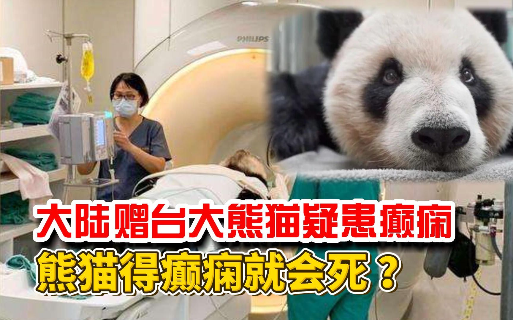 大陆赠台大熊猫团团,疑似患癫痫,熊猫得了癫痫就必死无疑?
