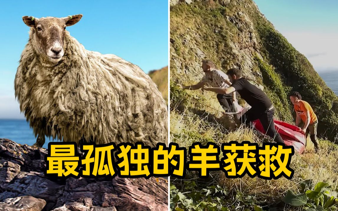英国最孤独的羊获救 却引来动物保护组织抗议