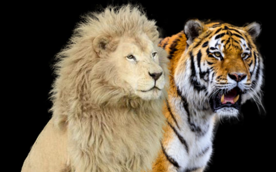 狮子和老虎体型图片