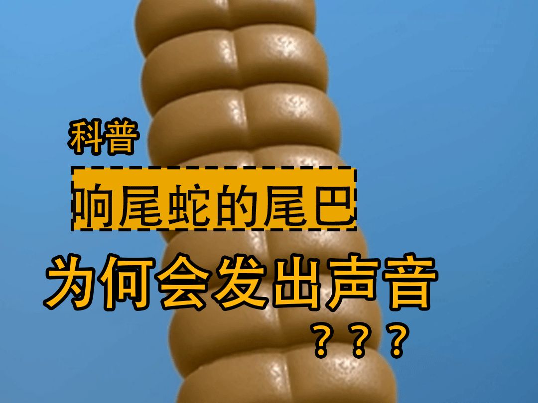 你知道响尾蛇的尾巴,为什么会发生出声音吗?