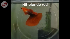 冰蓝孔雀鱼的新品种 哔哩哔哩 つロ干杯 Bilibili