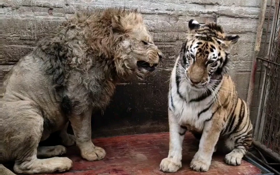 狮虎斗之狮欺负虎,残疾狮只需动一动口就把壮年雄性东北虎吓哭.