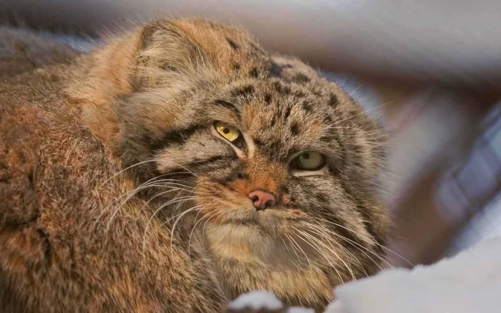 凶残的兔狲号称猫中鳌拜表情却很丰富呆萌