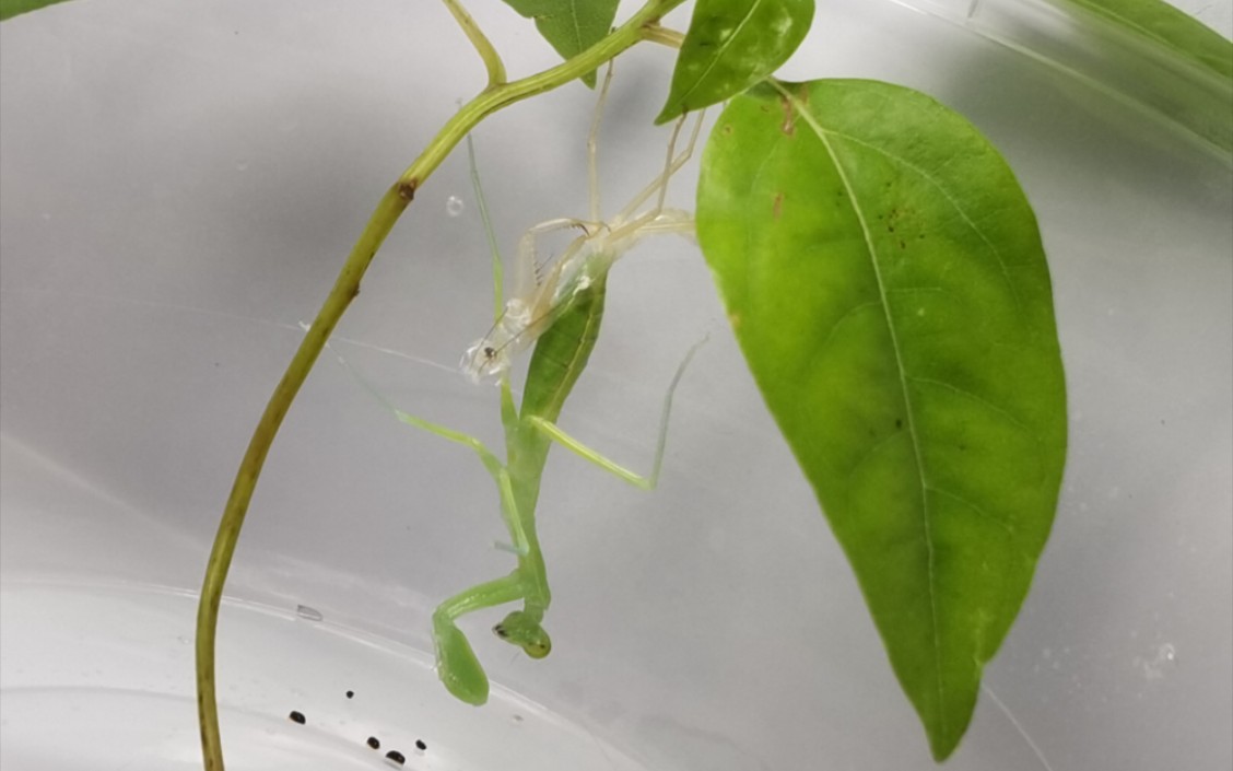 天目山野采 | 公广斧螳第3次蜕皮