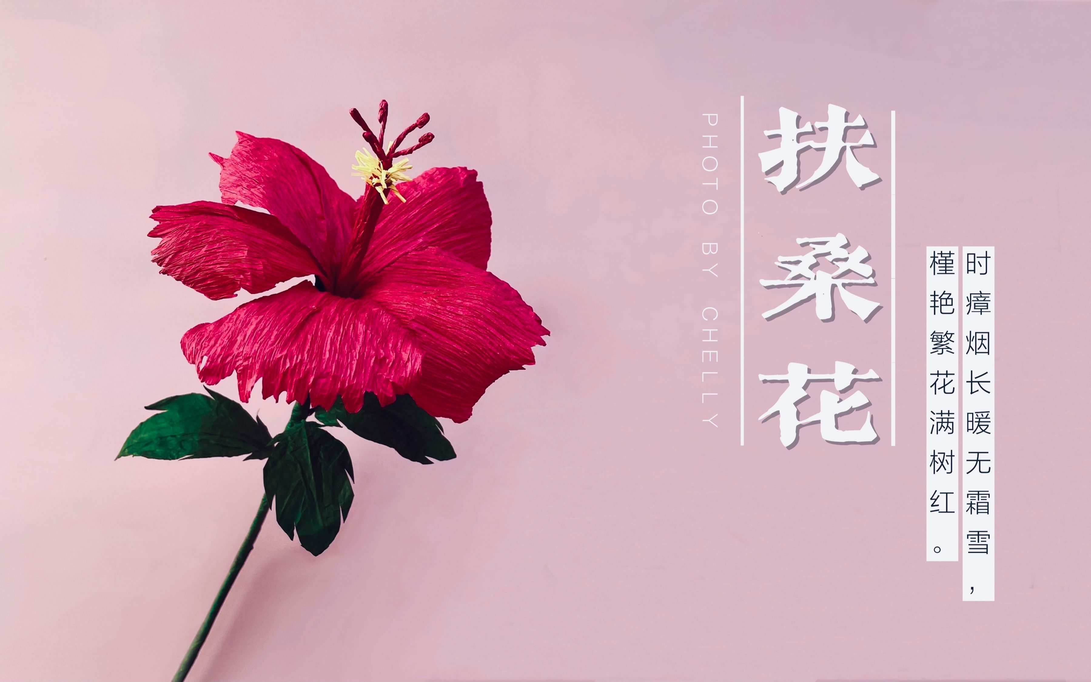 《以你的心诠释我的爱》同款 | 皱纹纸手工纸花:扶桑花_哔哩哔哩 (゜
