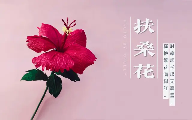 茄粒的纸花屋的个人空间 哔哩哔哩 Bilibili