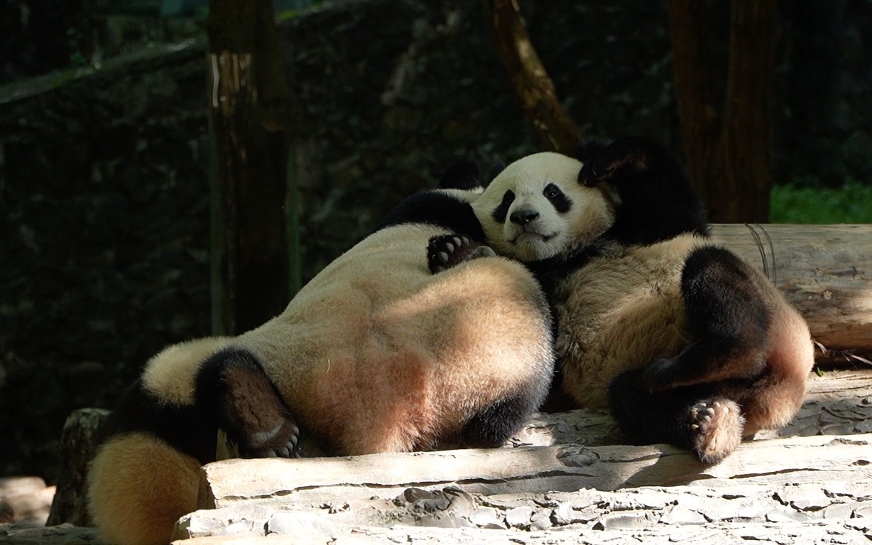 美年达花式闹奶,家美花式拒绝,美心独自玩耍