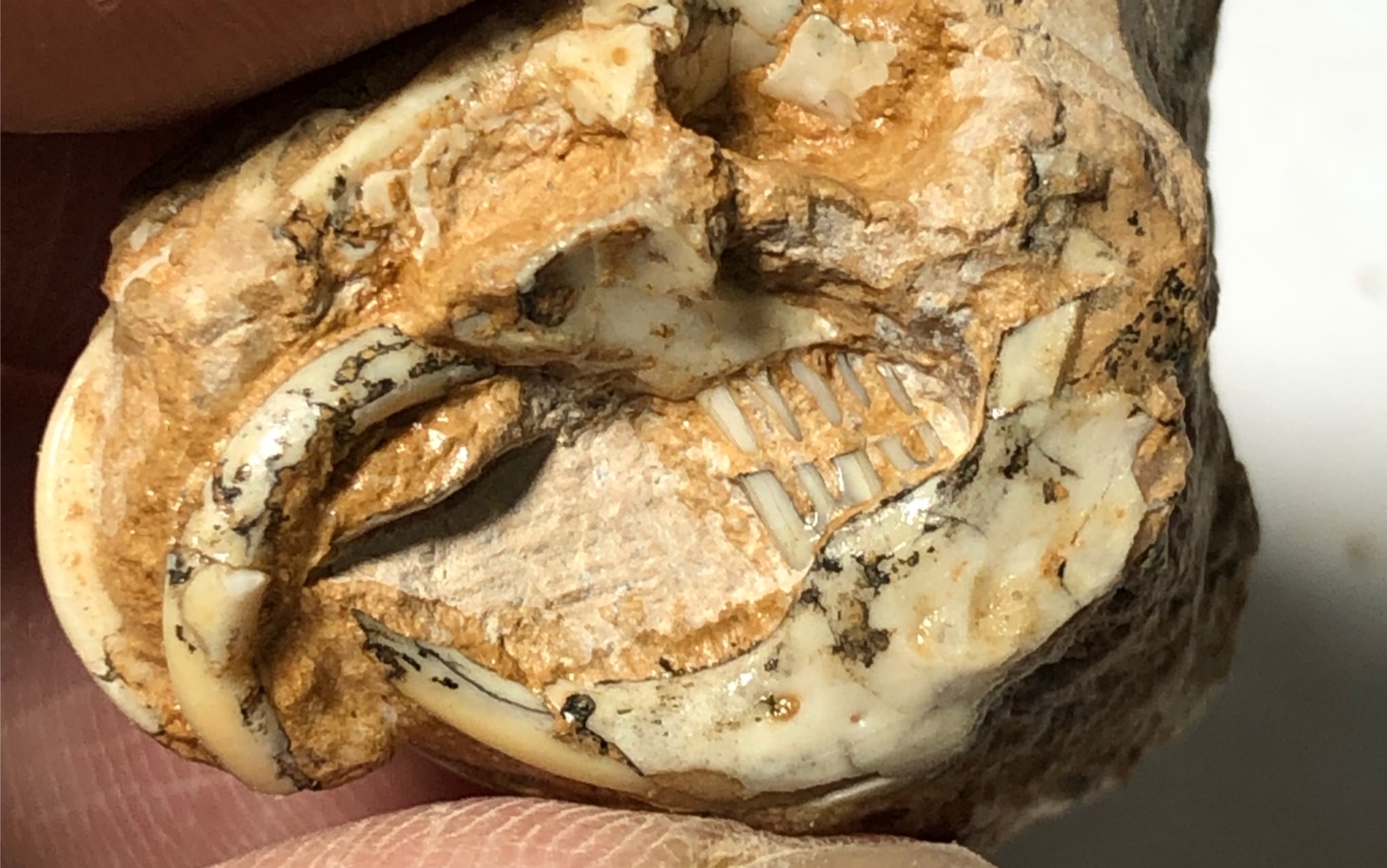 一只老鼠化石的修复