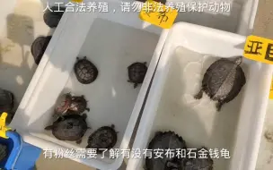 下载视频: 粉丝要了解石金钱和安布杂交龟，集市遇到顺便问一下，斑点小青龟