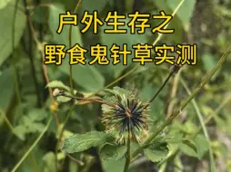 下载视频: 户外生存之野食鬼针草实测