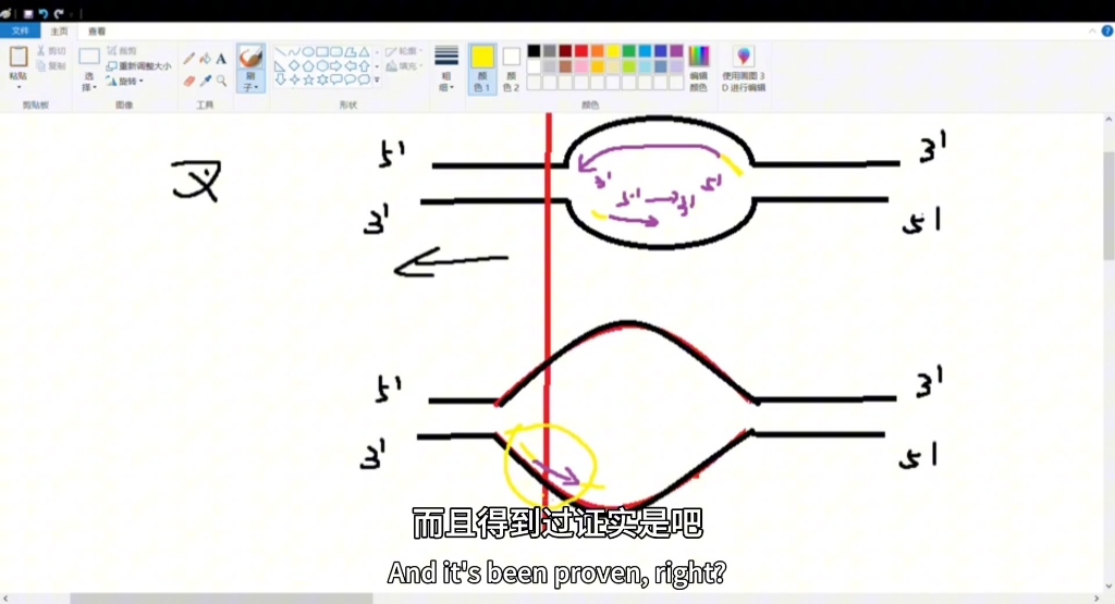 【分子生物学】冈崎片段和端粒酶 什么是冈崎片段?端粒酶又是如何起作用的?哔哩哔哩bilibili