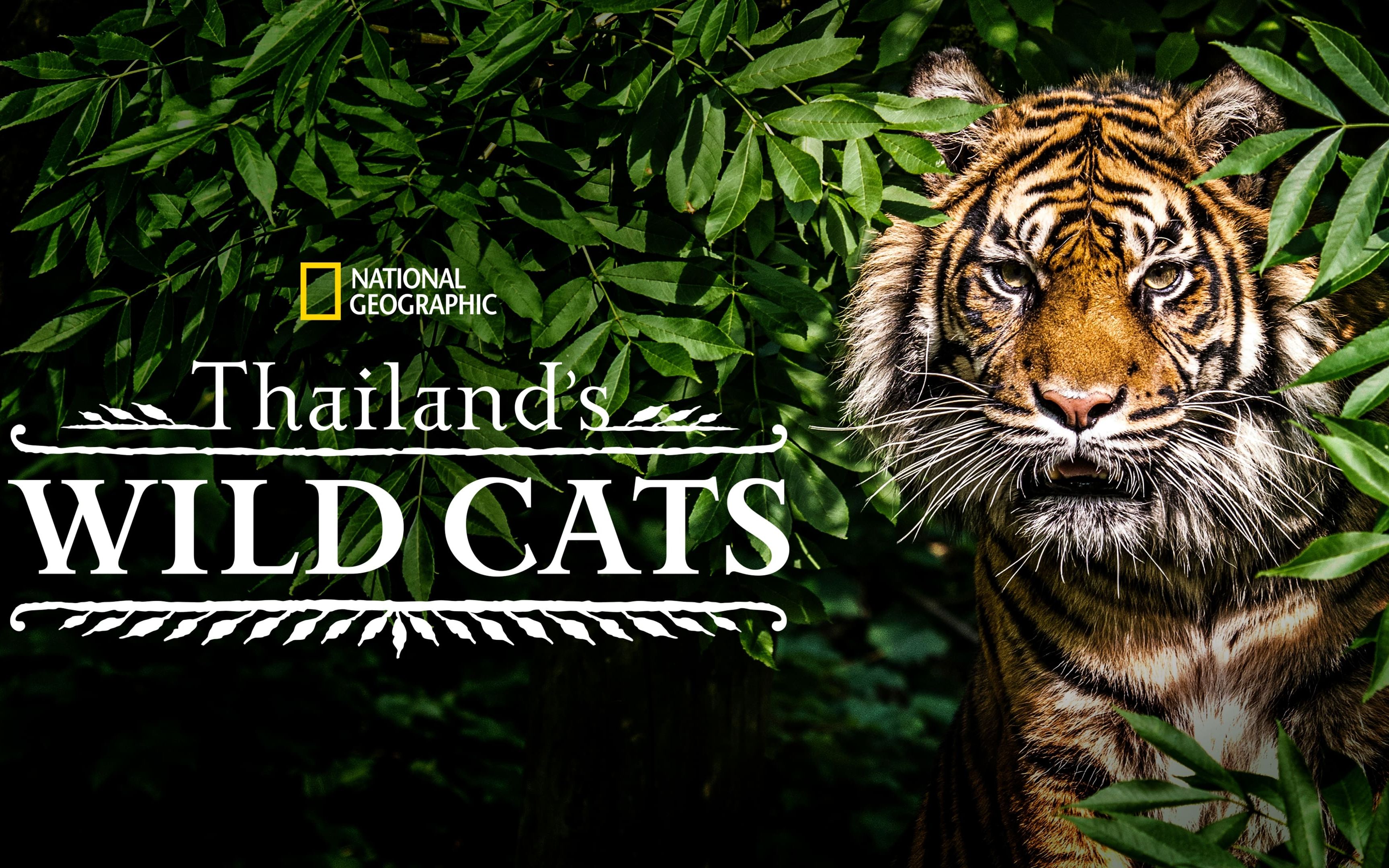 [图]泰国野生大猫 中英双语字幕 Thailand's Wild Cats